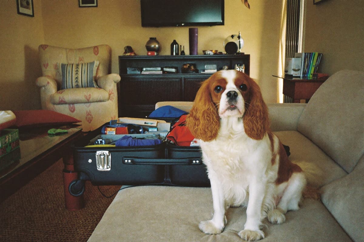 A Cavalier sitting beside a packed weekend suitcase in a warm living room