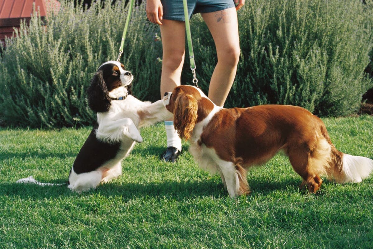Two Cavaliers greeting each other on loose leashes in a sunny front yard