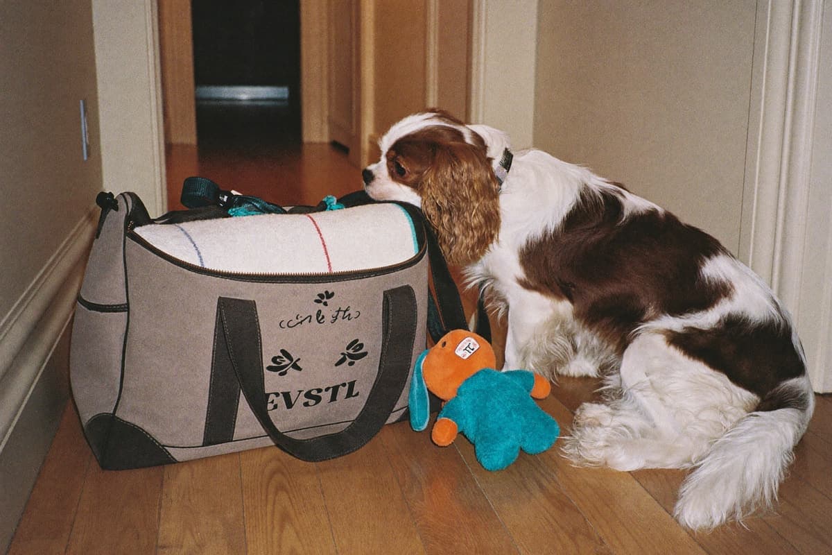 A packed dog-travel bag with a blanket and toy, a curious Cavalier inspecting it