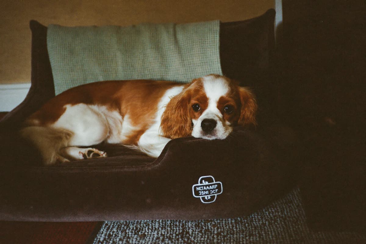 A senior Cavalier with a gray muzzle resting on a plush orthopedic bed