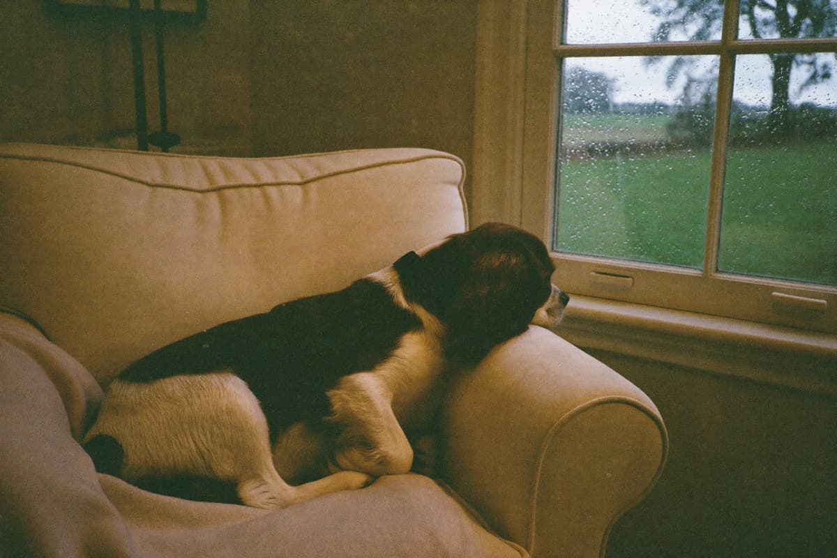 A Cavalier watching quietly out a window from a cozy armchair