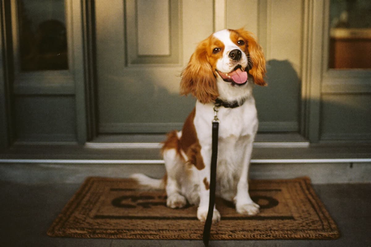 A happy Cavalier on a welcome mat at a front door with a key in the lock