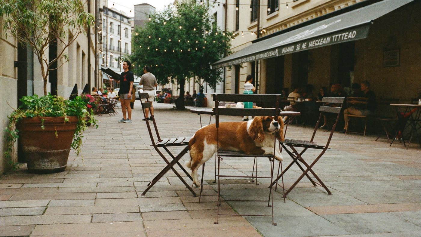 A ruby Cavalier resting under a cafe patio table in a warm courtyard
