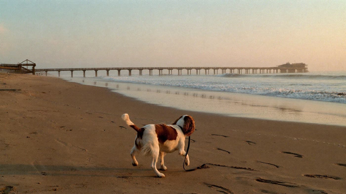 A Blenheim Cavalier walking a wide beach path at golden hour, a pier in the distance