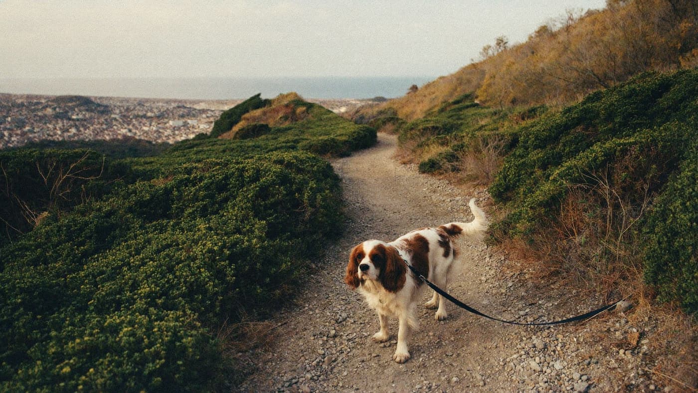 A Blenheim Cavalier on a hillside trail among coastal chaparral at dusk