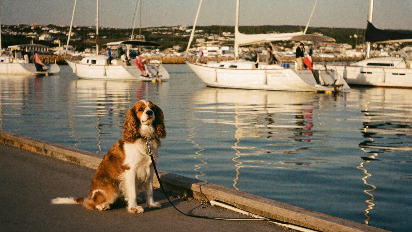 A tricolor Cavalier sitting on a harbor boardwalk with sailboats behind