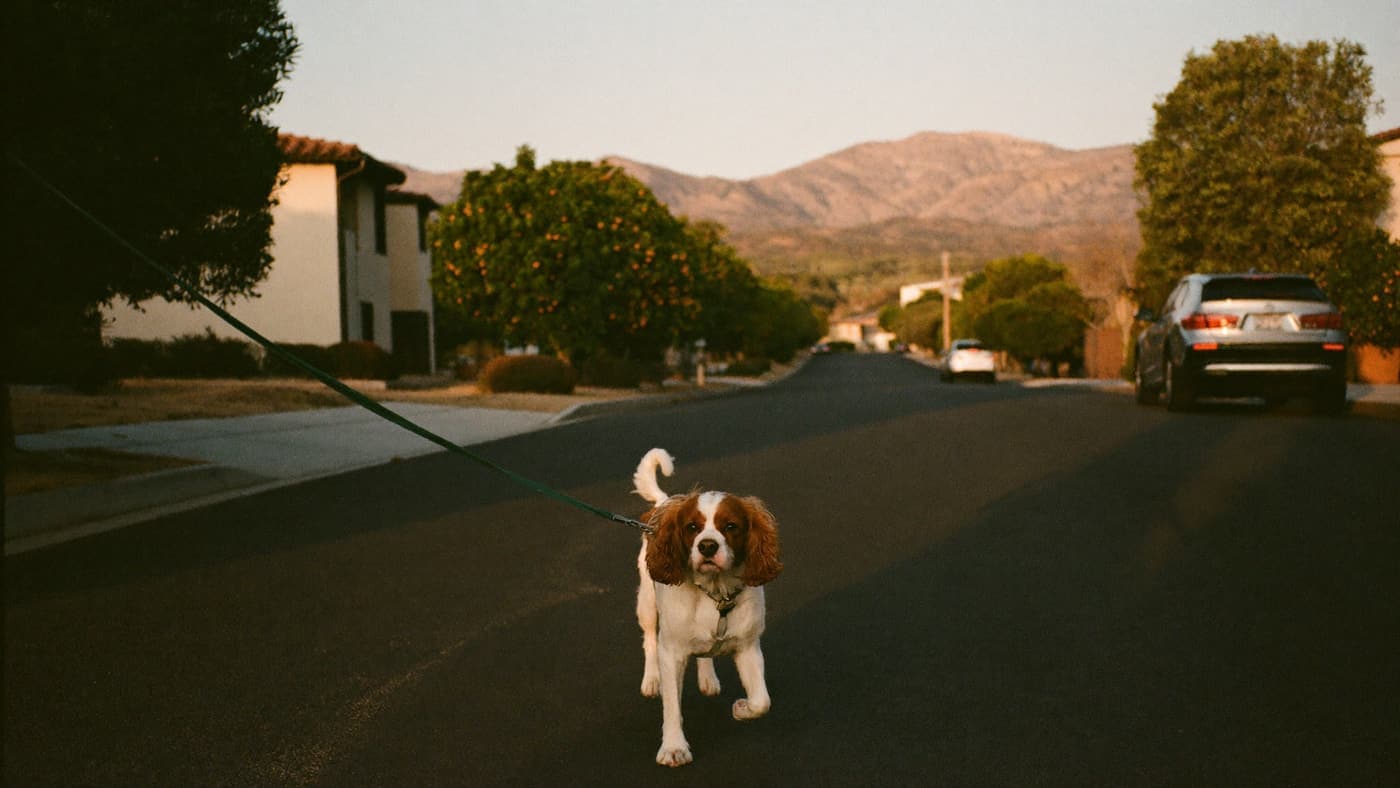 A Blenheim Cavalier walking a quiet Valley street of ranch homes in warm hazy light