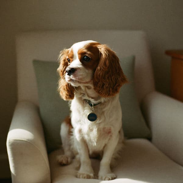 A tricolor Cavalier sitting on a cream armchair
