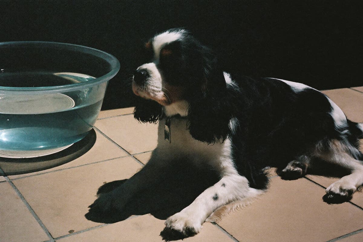 A Cavalier resting in deep patio shade beside a full water bowl on a bright day