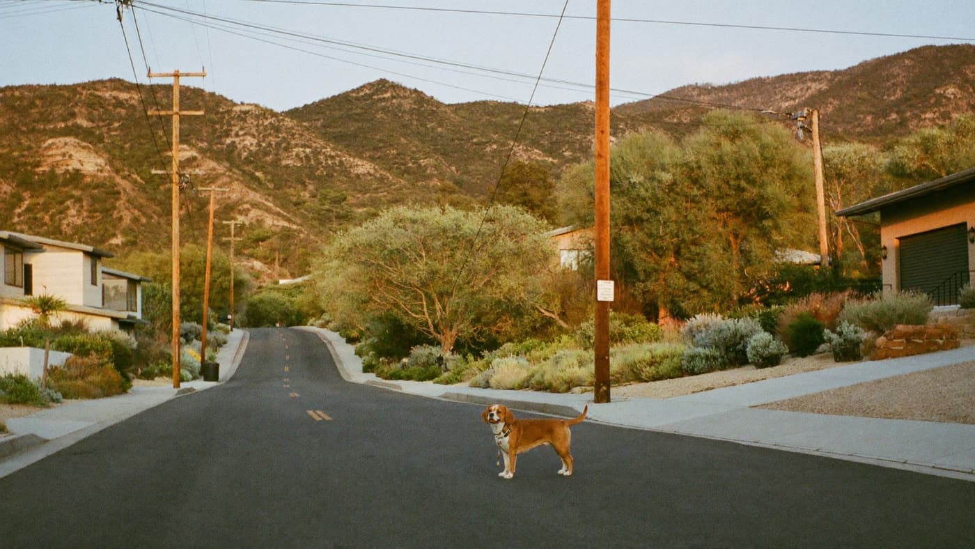 A ruby Cavalier on a quiet street of ranch homes among oak-dotted hills