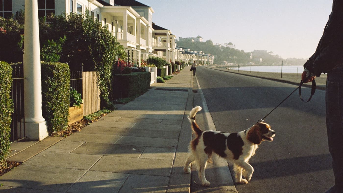 A tricolor Cavalier walking a bungalow street lined with tall palms