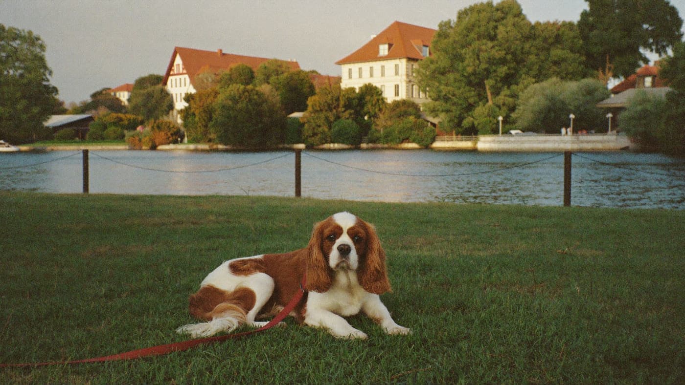 A tricolor Cavalier resting on grass at a lakeside park in evening light