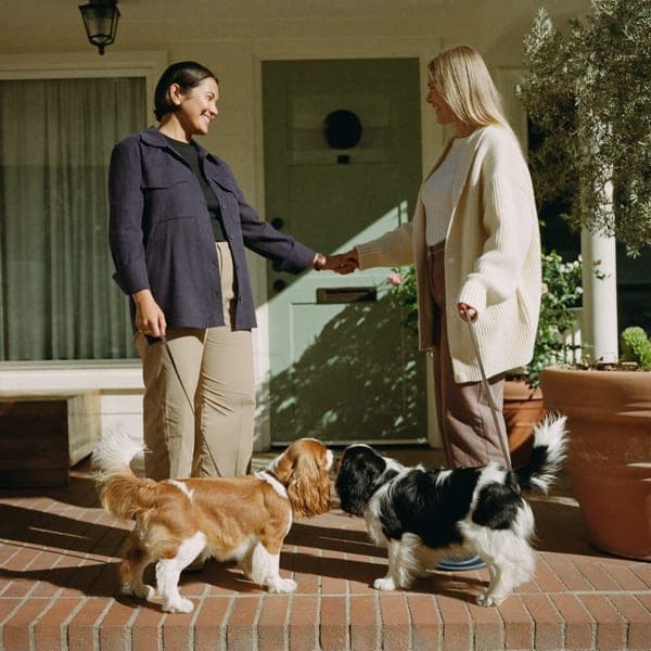 Two neighbors and their Cavaliers greeting each other at a Los Angeles doorstep